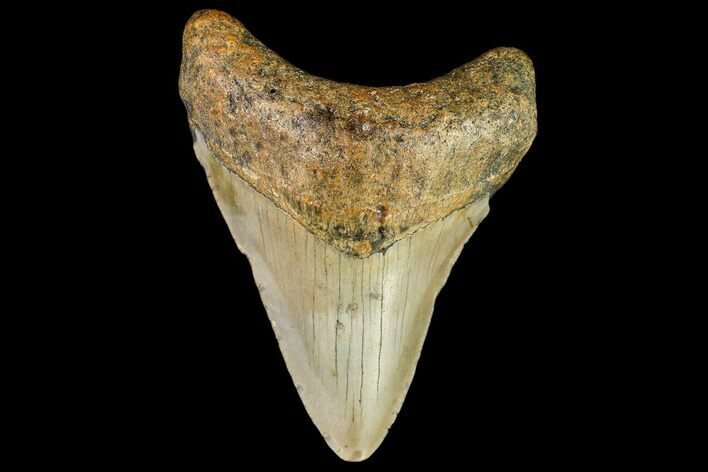 Fossil Megalodon Tooth - North Carolina #109865